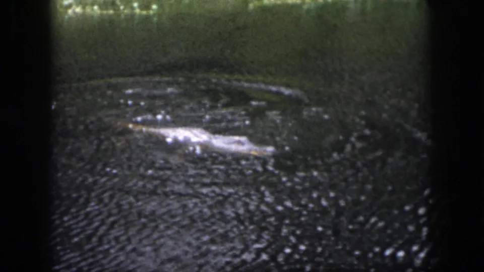 1958 Dayton home-movie frame with the crocodilian stretched across the water, its body outline visible beneath reflective ripples.