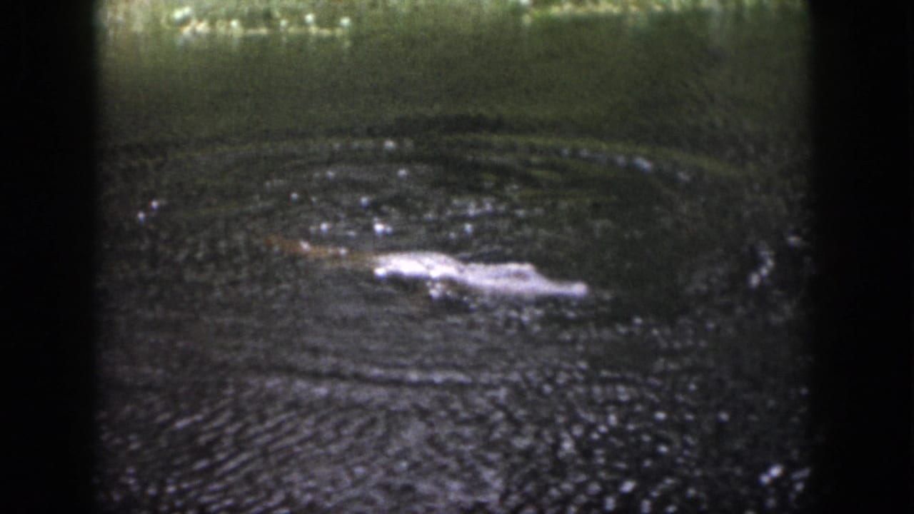 A pale reptile shape floats in dark rippled water with black 8mm frame borders.