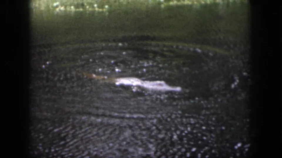 1958 Dayton home-movie frame showing a pale crocodile-like shape at the surface of dark rippled water.