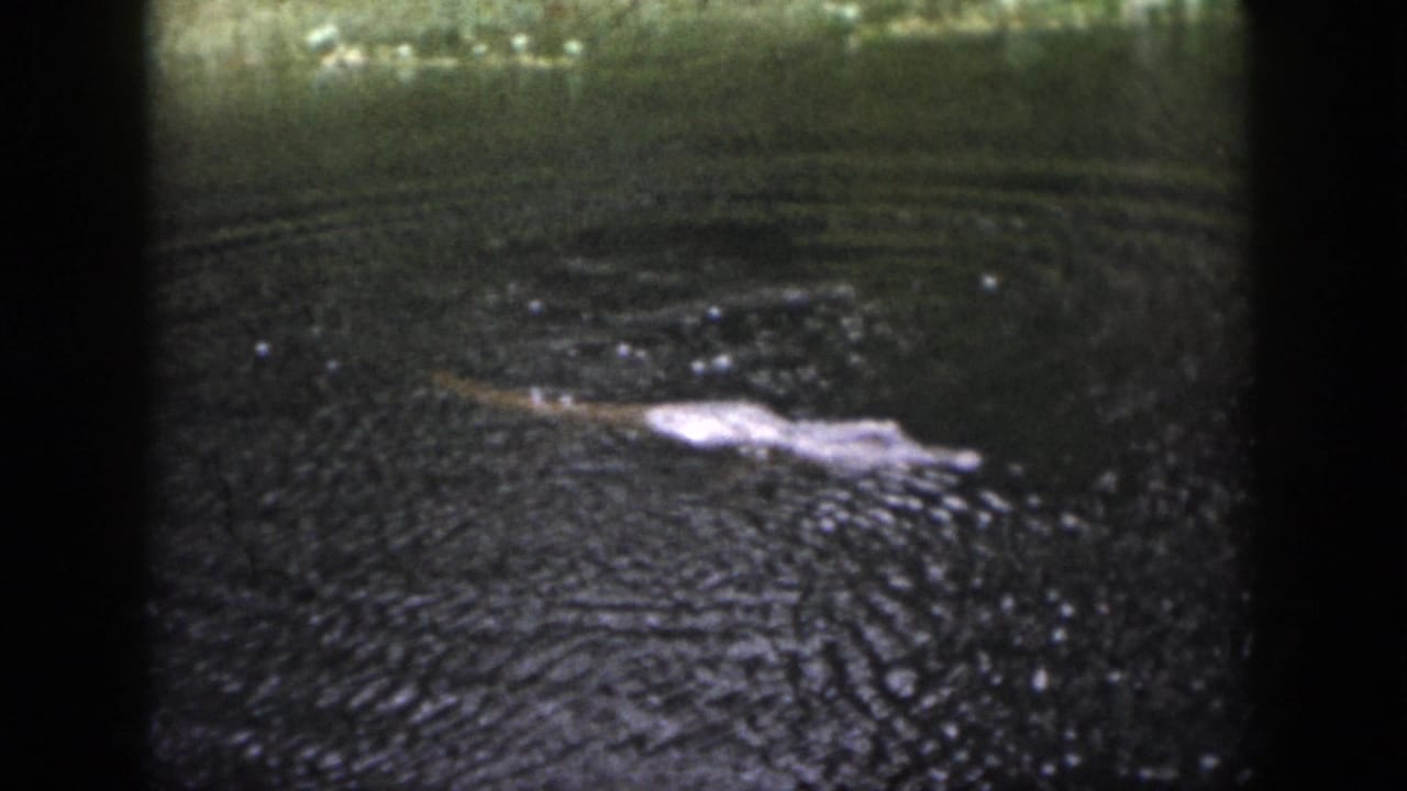 1958 Dayton 8mm frame with a crocodile-like form partly visible in dark water under dim natural light.