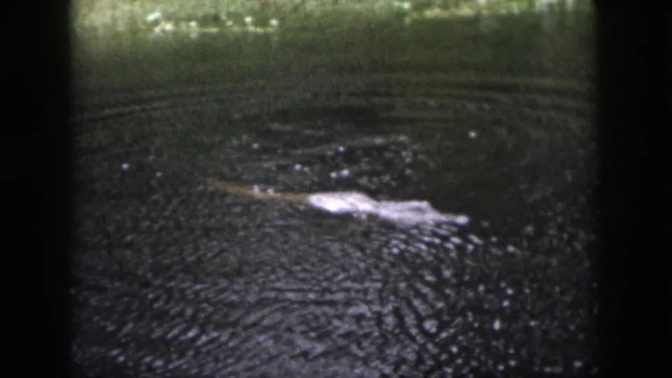 1958 Dayton 8mm frame with a crocodile-like form partly visible in dark water under dim natural light.