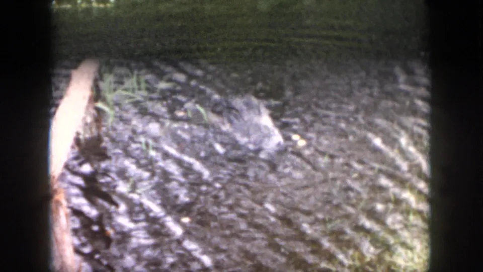 1958 Dayton home-movie frame showing muddy water, reeds, and a pale crocodile-like shape near the edge.