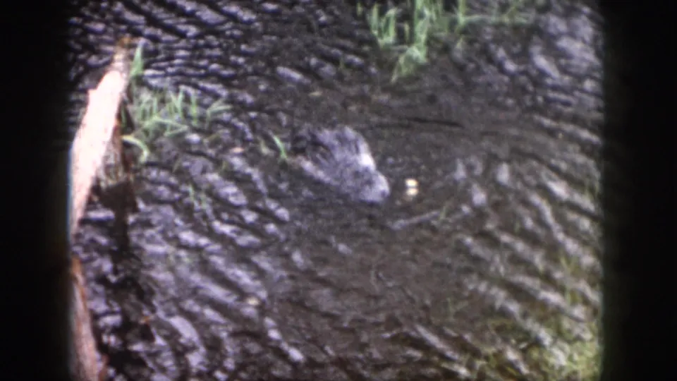 1958 Dayton 8mm frame showing a reptile-like head or back near reeds in rippled muddy water.