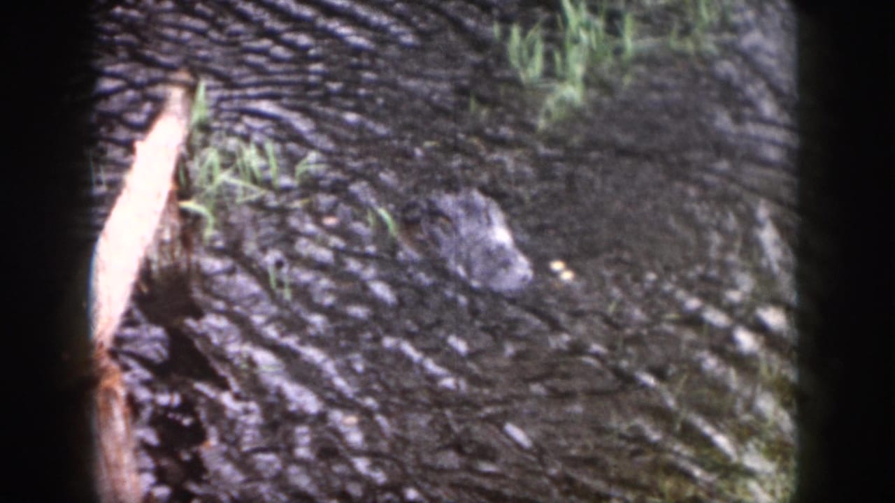 1958 Dayton 8mm frame showing an alligator head emerging from dark rippling water with grass and a pale branch nearby.