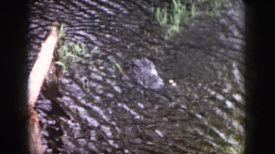 1958 Dayton 8mm frame showing an alligator head emerging from dark rippling water with grass and a pale branch nearby.