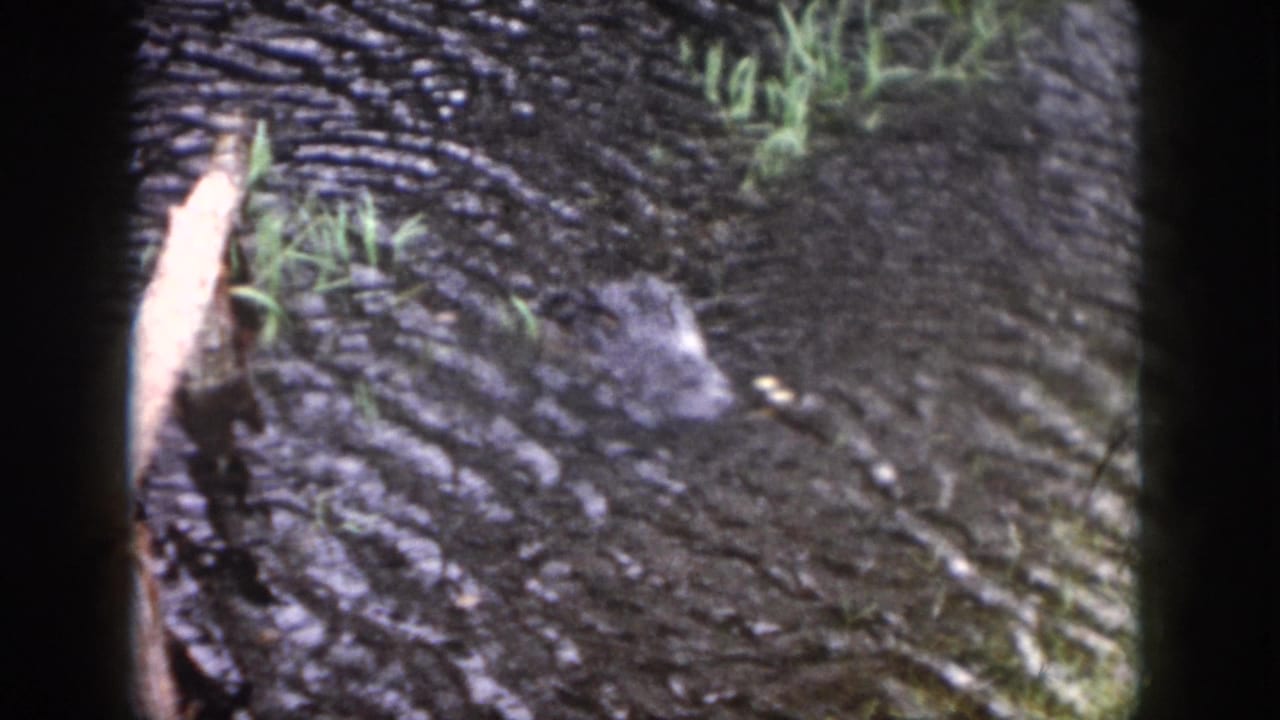 Alligator head floating in dark water, with ripples, grass, and black film borders visible.
