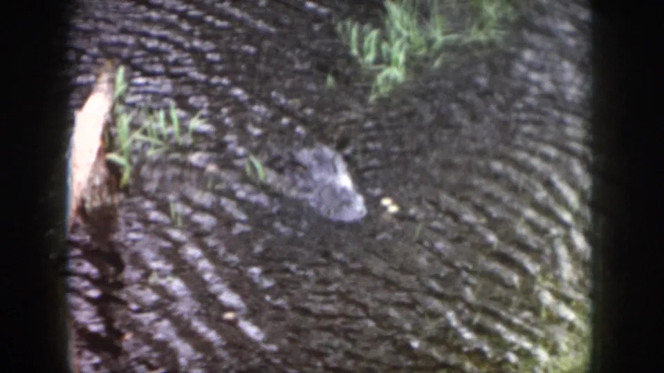1958 Dayton 8mm frame with a blurred alligator head moving through dark rippling water near grass and a pale branch.
