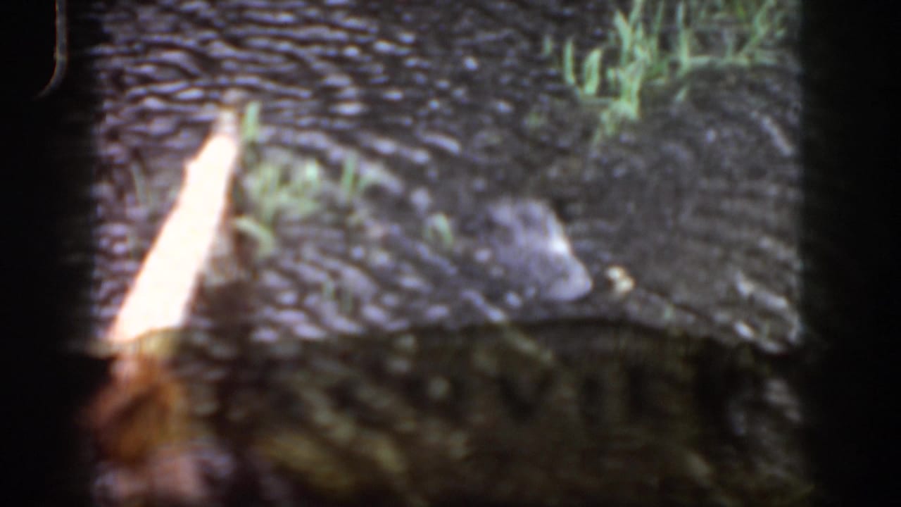 Close view of water, grass, and a pale post with film-frame borders.