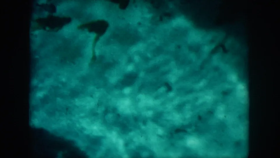 Final 1958 home-movie frame showing a murky green-blue underwater or reflected water view with soft shapes and dark frame edges.