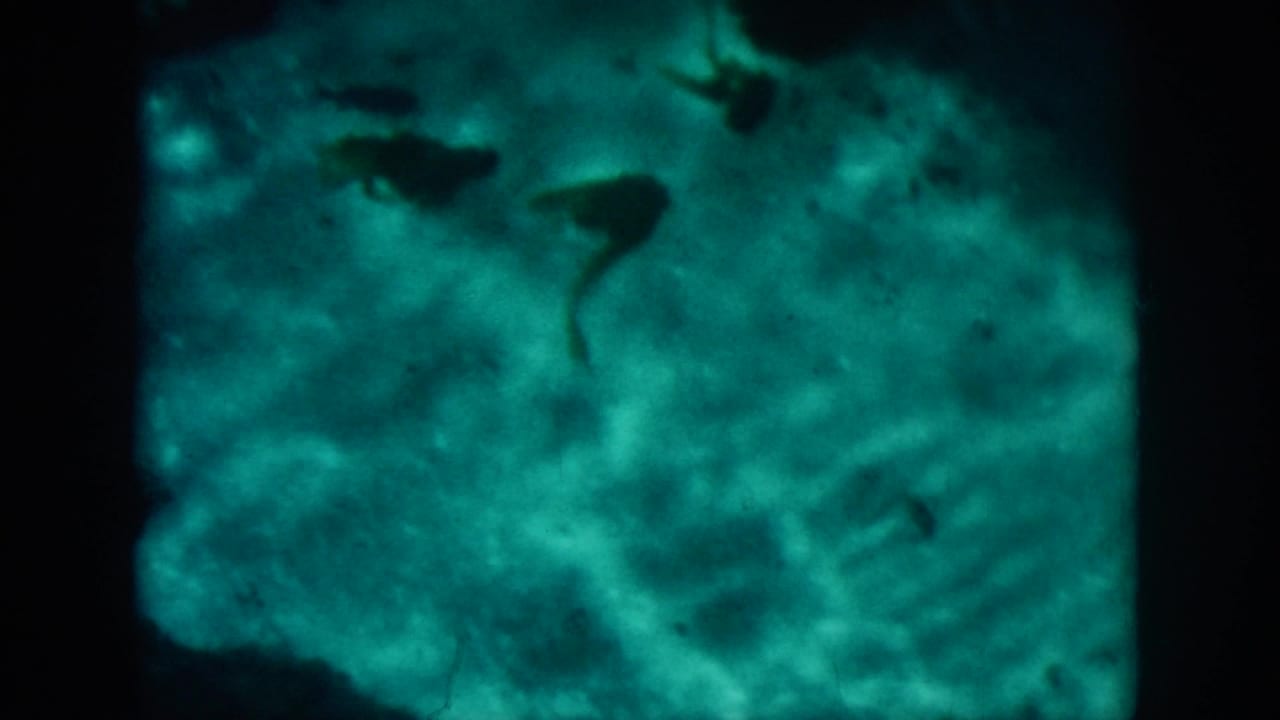 1958 home-movie frame from the New Orleans metadata showing murky green-blue underwater shapes and soft dark aquatic silhouettes.