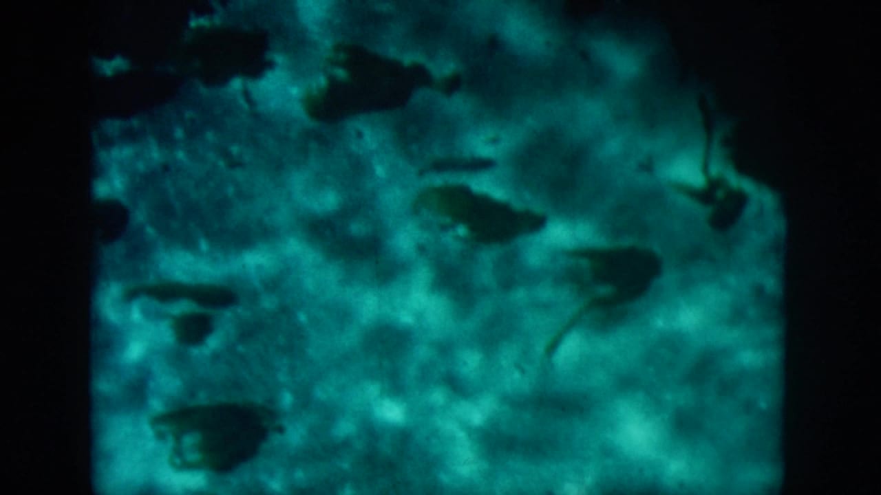 Murky underwater scene with several dark aquatic silhouettes over a mottled blue-green floor.
