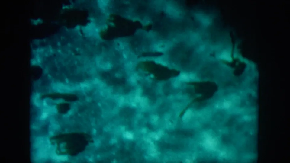 A dim 1958 8mm underwater frame with scattered dark fish-like silhouettes against a mottled blue-green background.