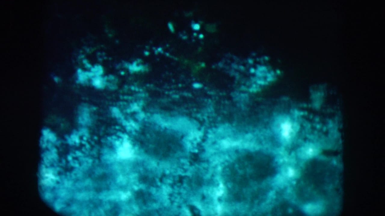 Blue-green underwater scene with bright surface light and dense aquatic texture.