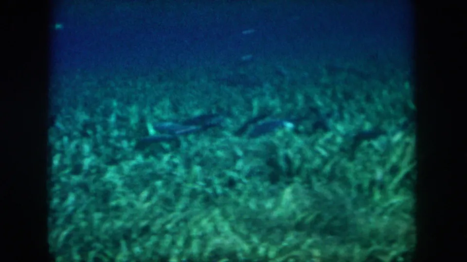 1958 8mm underwater vacation frame with seagrass, small fish, blue water above, and soft handheld film texture.