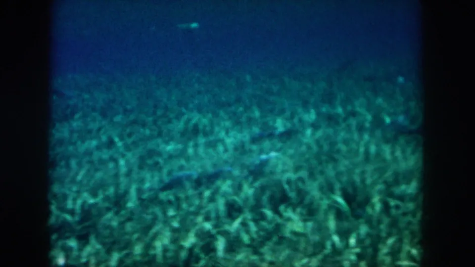 1958 8mm underwater scene showing seagrass, small fish, and reef-like ground under a hazy blue water surface.