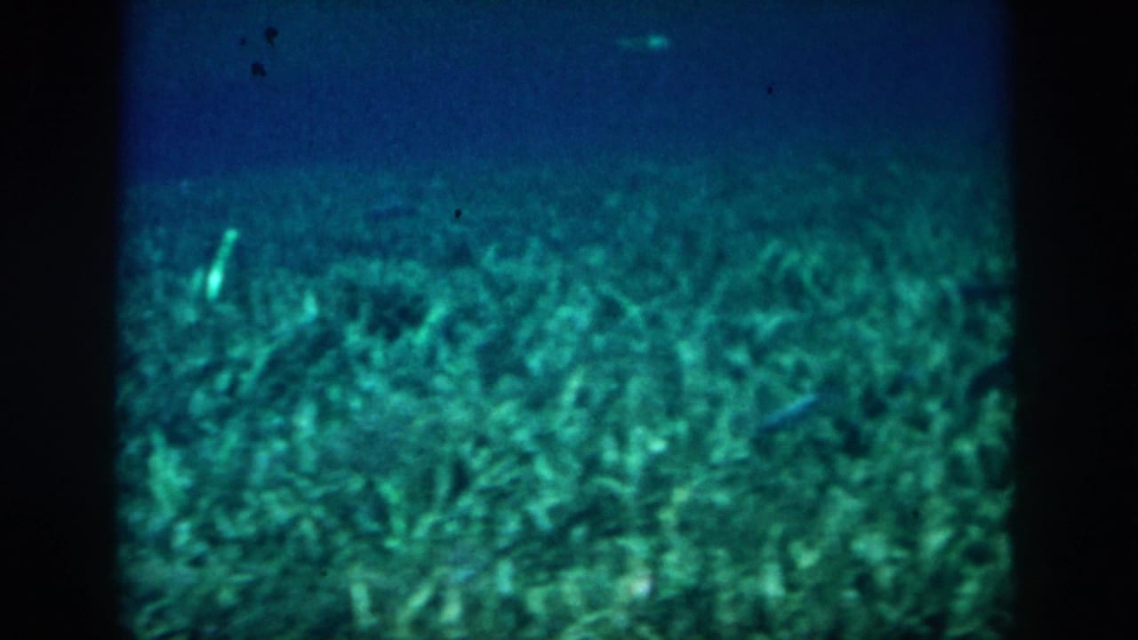 1958 8mm underwater view from New Orleans metadata, showing green-blue water, plant-like bottom texture, and soft film grain.
