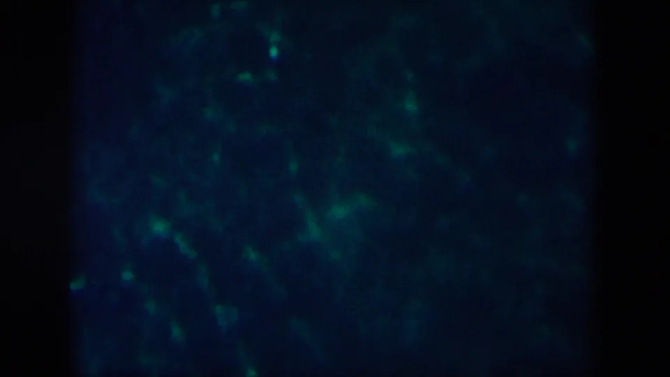 1958 8mm frame linked to New Orleans showing faint green luminous streaks across dark blue water.