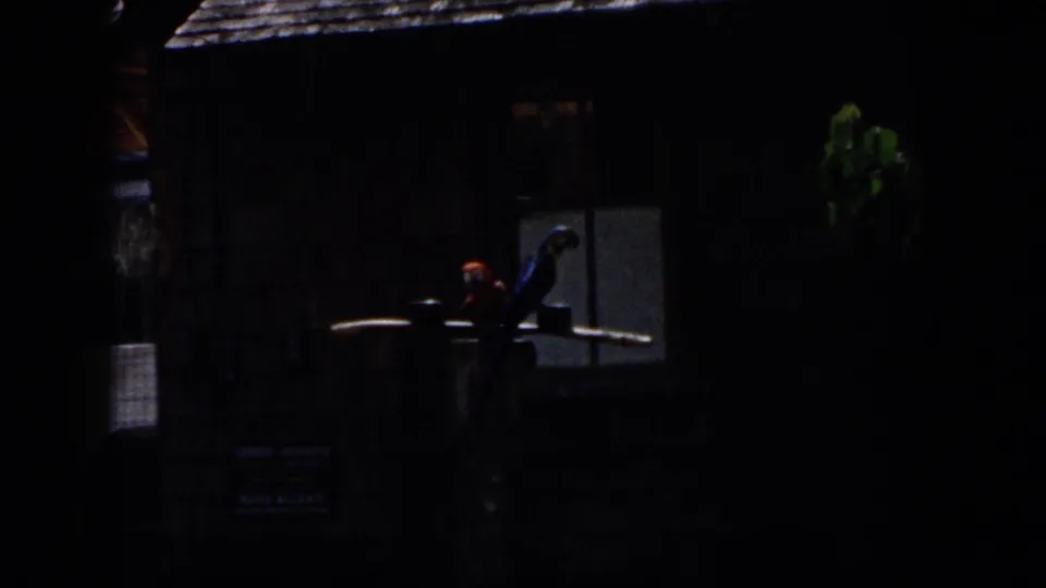 Home-movie frame from the same attraction showing two colorful parrots on a wooden stand near a rustic building exterior.