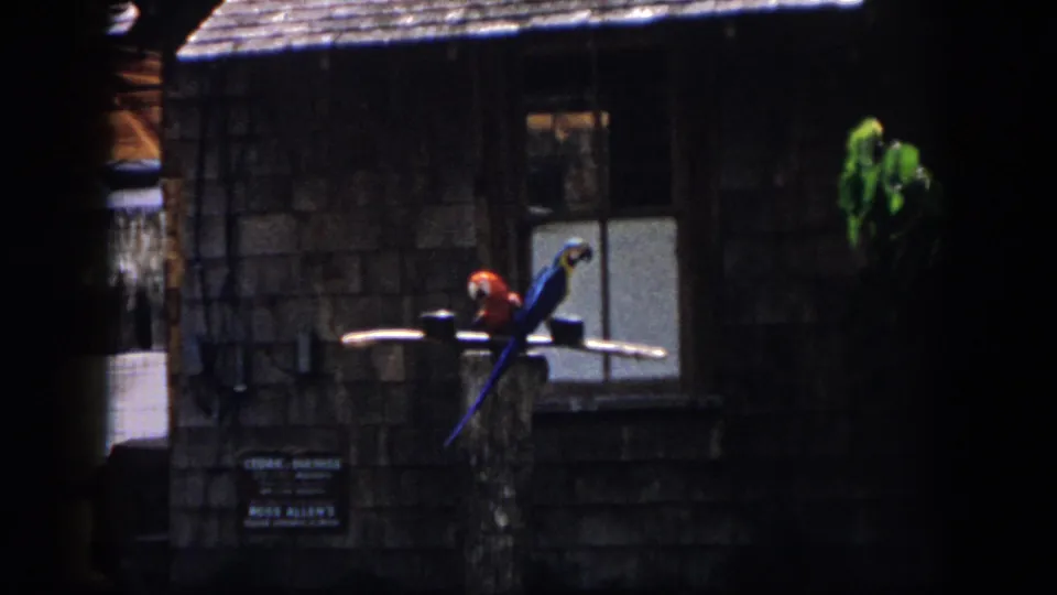 1958 New Orleans home-movie frame showing two parrots on a display stand outside a rustic attraction building with a small sign below.
