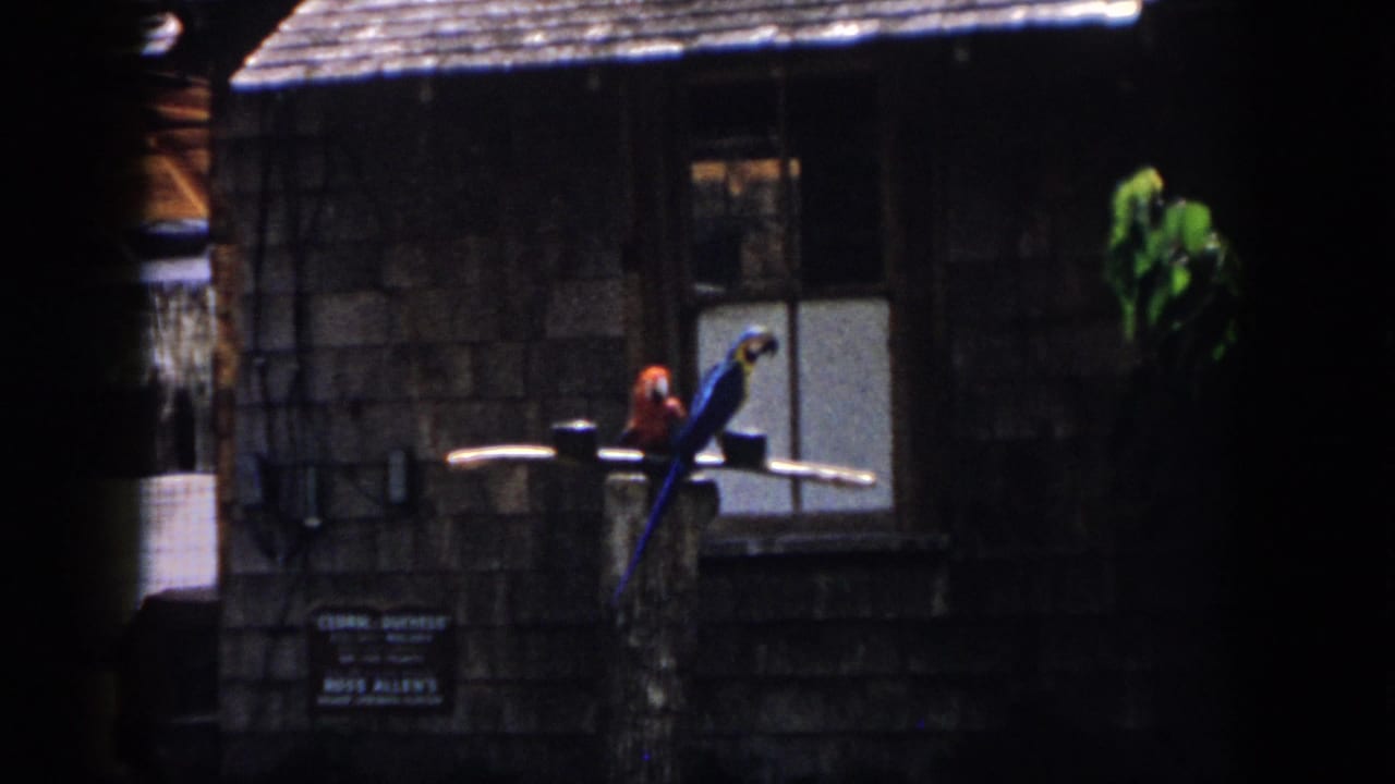 1958 New Orleans 8mm frame showing a red parrot and blue-and-yellow macaw perched before a dark zoo or aviary building.