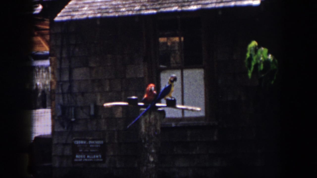 Two parrots on a wooden rail beside a shaded building and small posted sign.