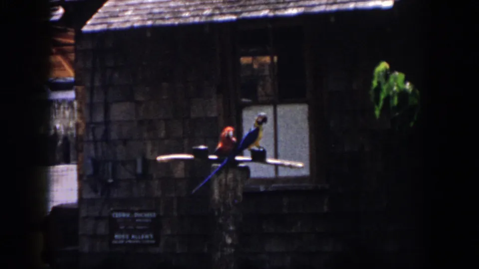 Visitor-shot 1958 New Orleans frame of two perched parrots near a rustic enclosure wall, with a small sign partly visible below.