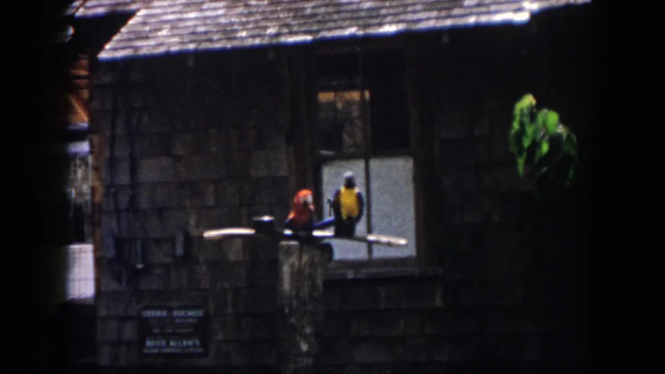 1958 New Orleans home-movie frame showing two parrots on a rail, one red and one yellow-blue, in a shaded aviary setting.
