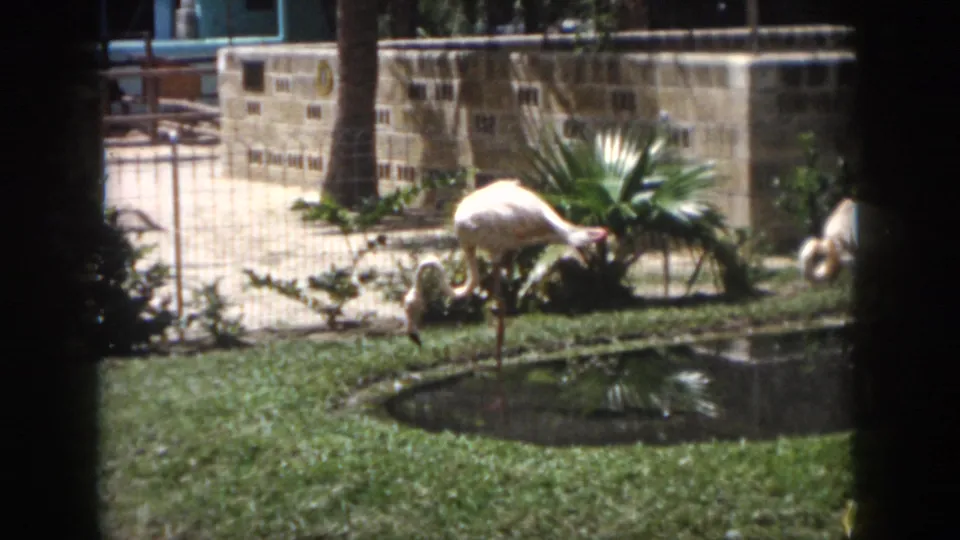1958 New Orleans 8mm frame showing pale flamingos by a small pond, with grass, palm plants, and a stone wall behind them.