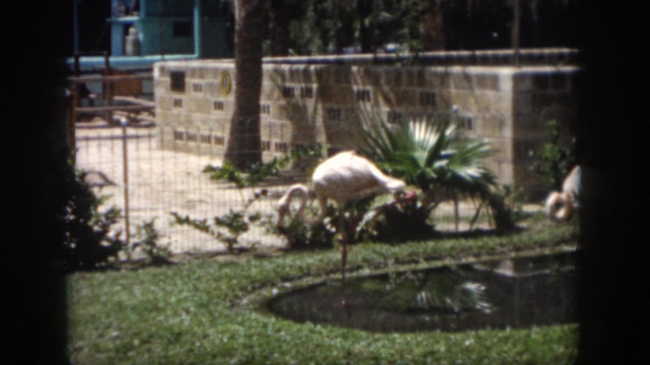 1958 New Orleans 8mm frame showing flamingos near grass, tropical plants, a small pond, and a stone zoo enclosure wall.