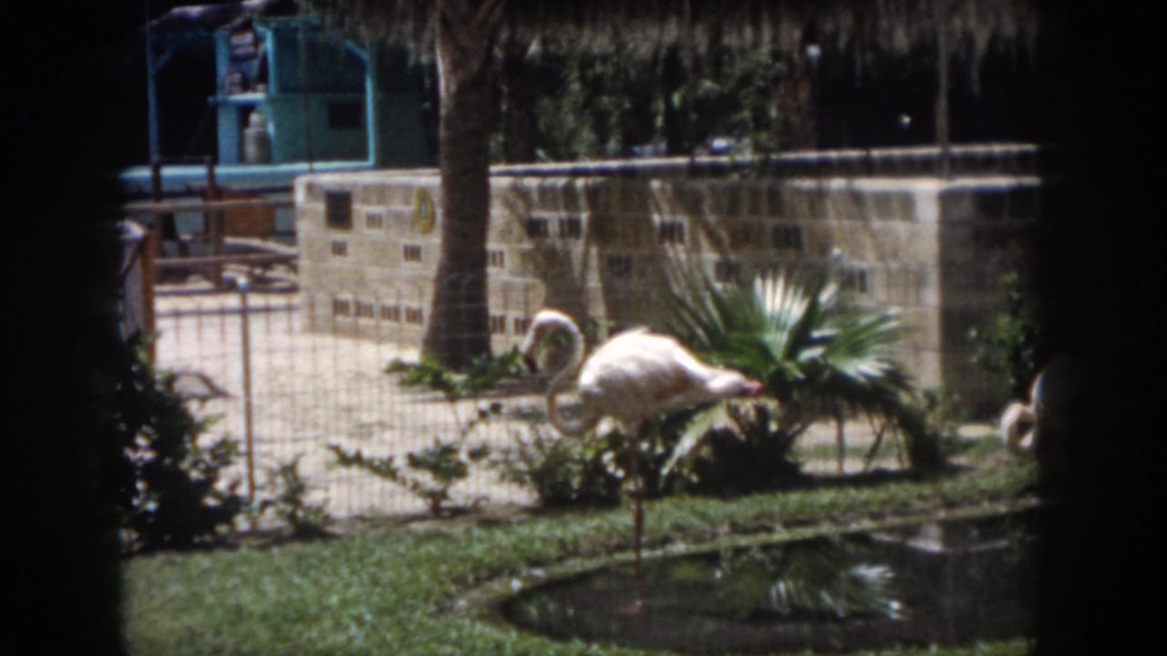 A flamingo bends its neck near a pond while another stands farther back.