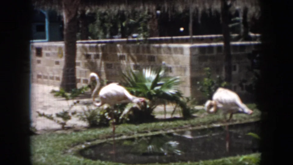 1958 New Orleans 8mm frame showing two flamingos foraging or preening beside a pond in a landscaped zoo enclosure.