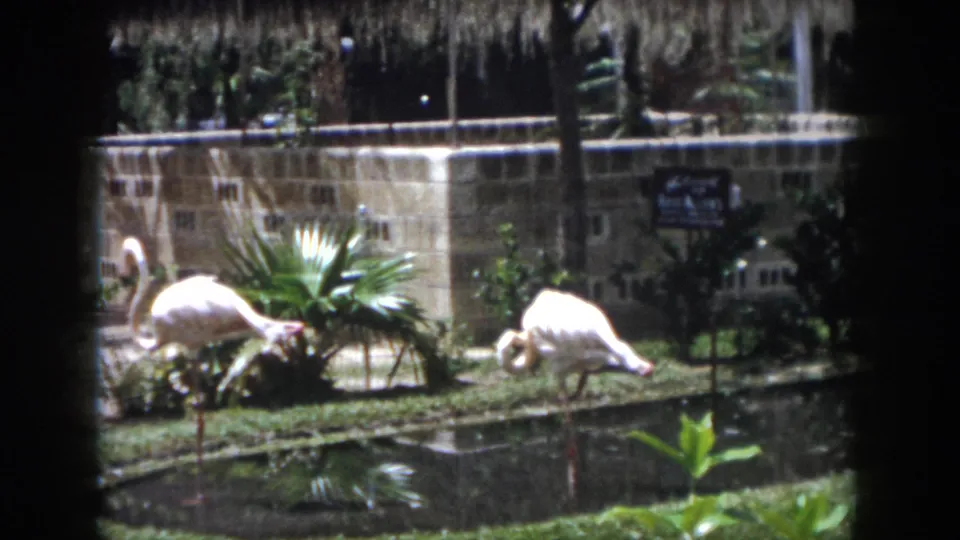 1958 New Orleans frame of flamingos beside a reflective pond, with tropical planting, stone wall, and dark 8mm frame borders visible.