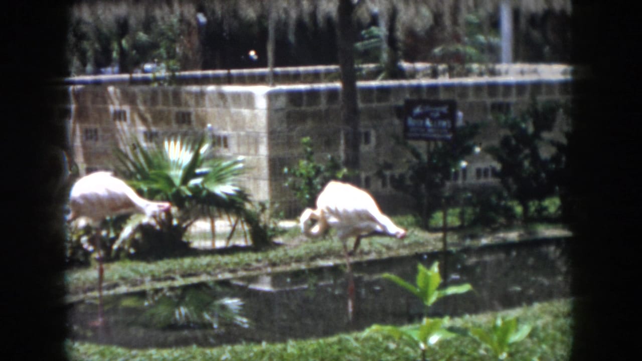 1958 New Orleans home-movie frame showing two flamingos near a small pond, with palm-like plants, grass, signs, and a stone wall behind them.