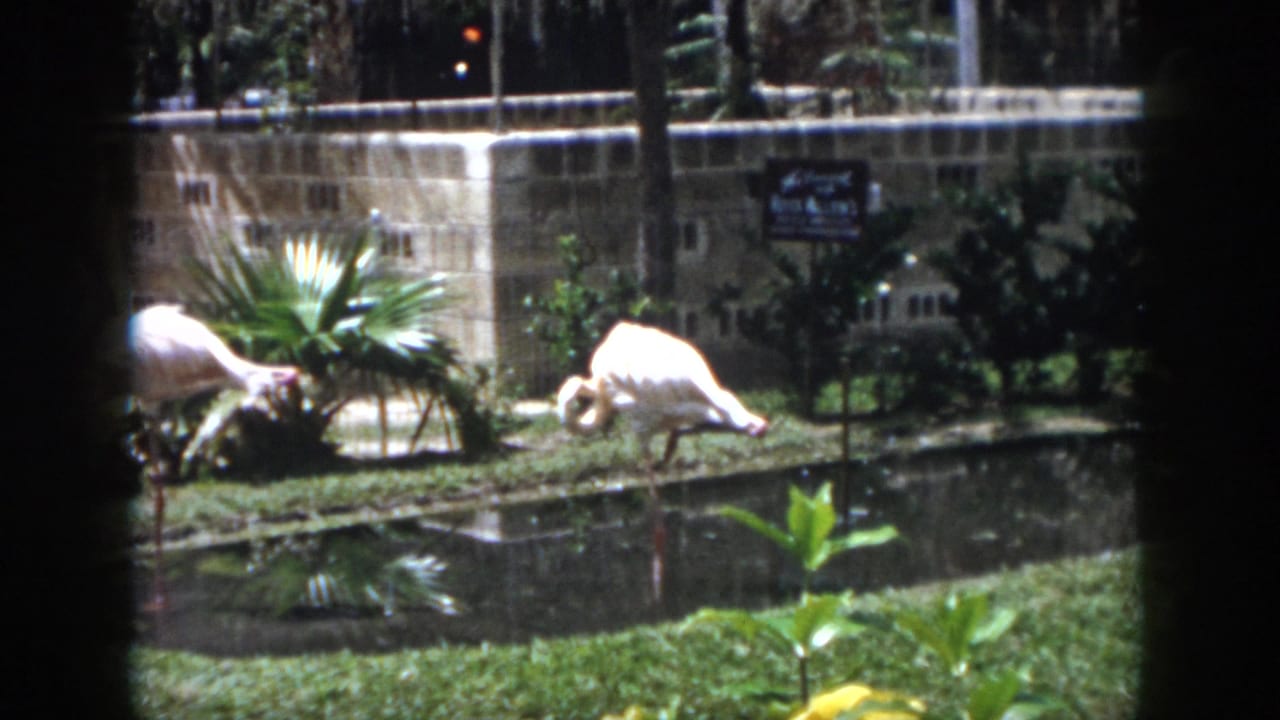 Flamingos stand near a pond with tropical plants and a stone wall behind them.
