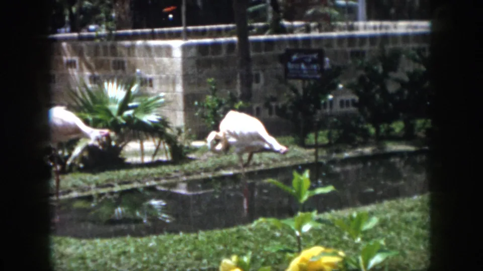 1958 New Orleans home-movie view of two flamingos beside a pond, framed by grass, palm-like foliage, dark shrubs, and a stone wall.