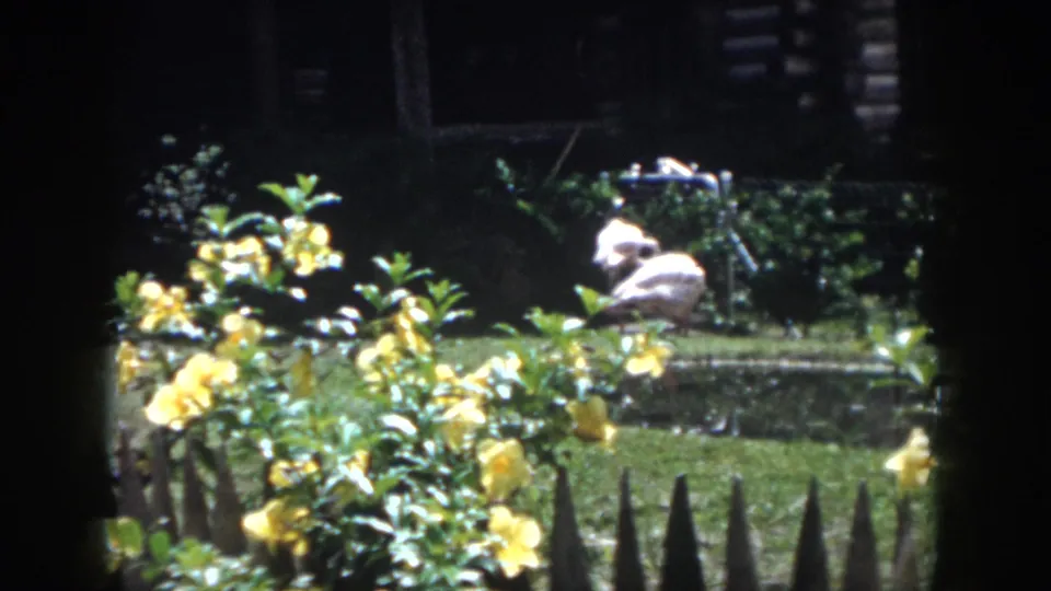 1958 New Orleans frame with a flamingo across a small pond, partly screened by yellow flowers, lawn, dark shrubs, and planted garden beds.