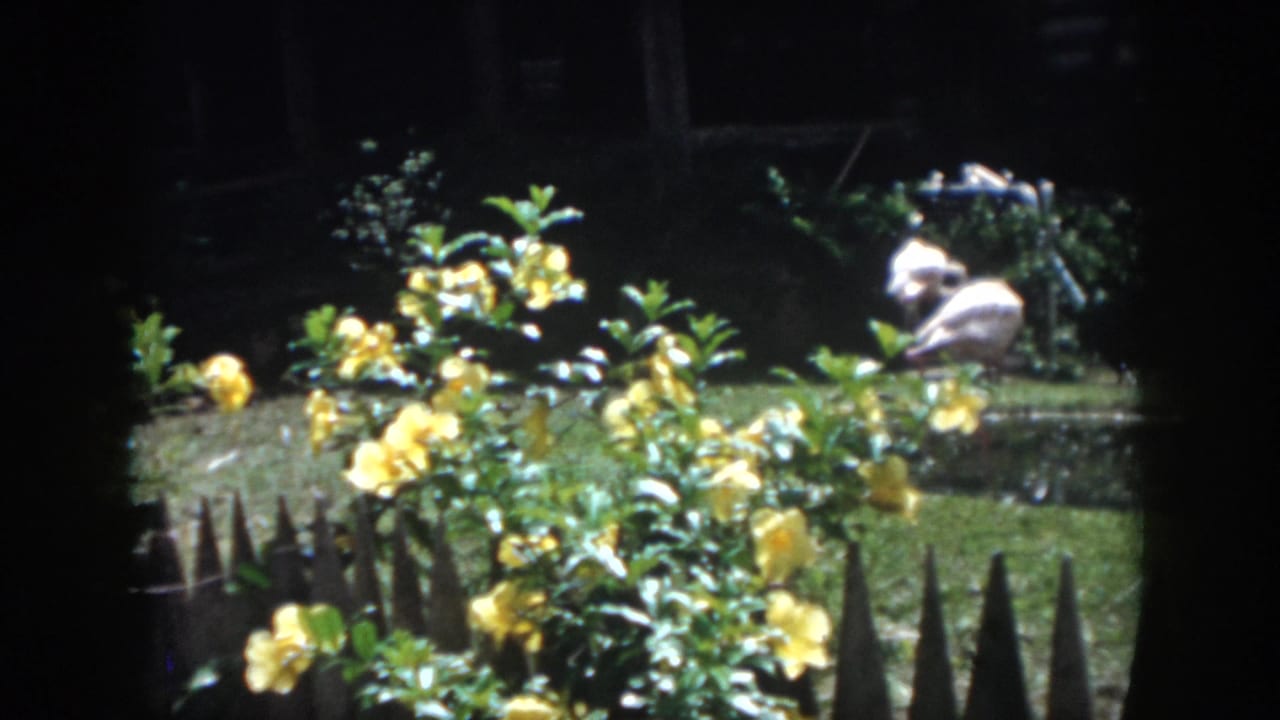 1958 New Orleans home-movie frame showing yellow roses behind a rustic fence, with a distant figure near a shaded house or porch area.