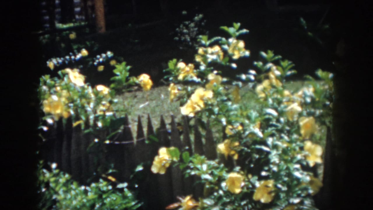 1958 New Orleans garden view with yellow roses, dense leaves, a rustic picket fence, and dark rounded 8mm frame edges.