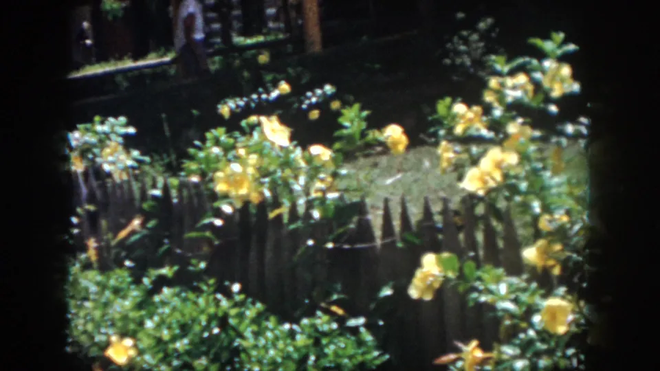 1958 New Orleans home-movie frame of yellow roses and a rustic fence, with a distant person partly visible near a shaded wooden structure.