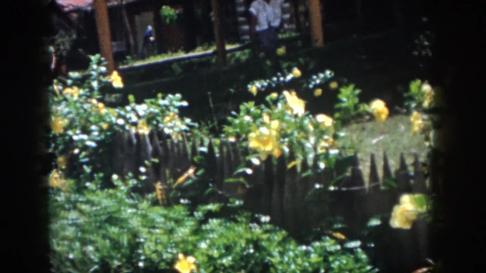 1958 New Orleans garden shot with yellow roses, green foliage, pointed fencing, and faint background figures near a porch or outbuilding.