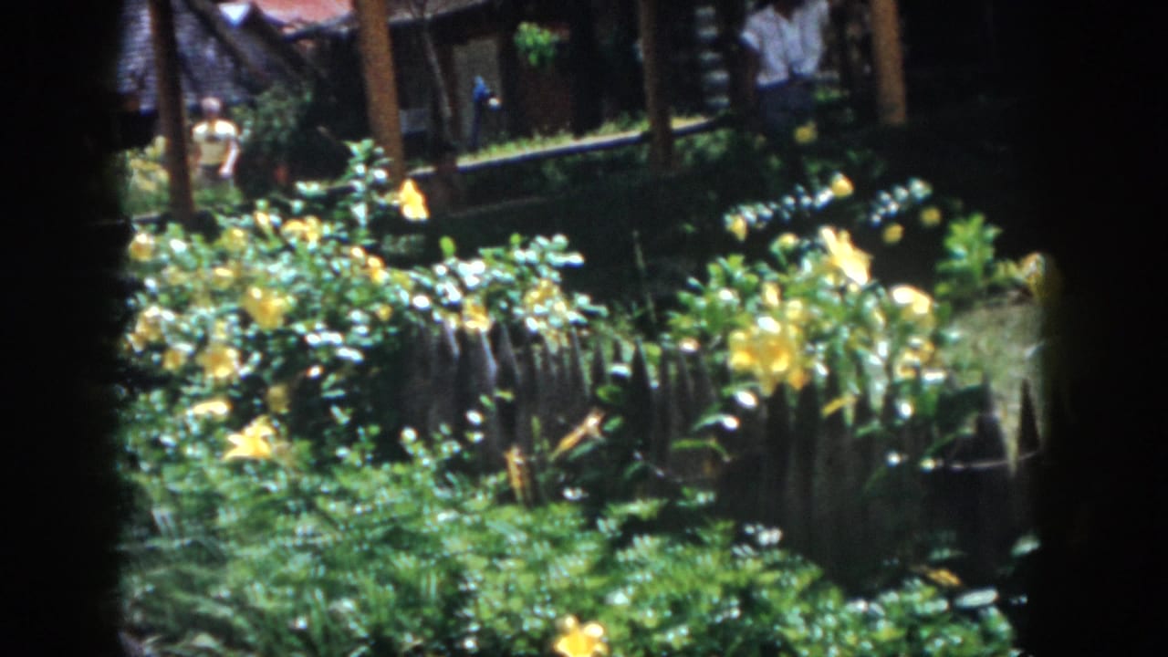 Yellow flowers and greenery beside a rough wooden fence with a shaded structure behind them.