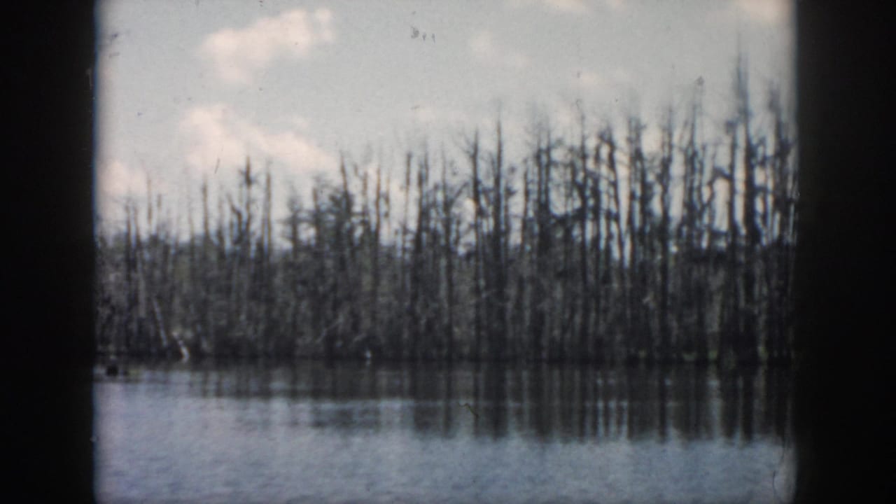 Still water with bare cypress trees along the far bank under a pale cloudy sky.
