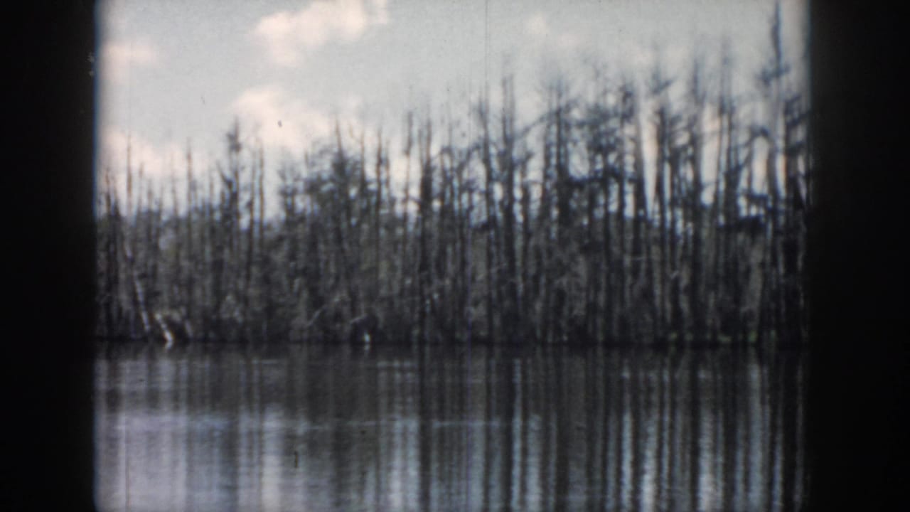 Dense line of bare cypress trees reflected in calm water, with dark film borders at the sides.