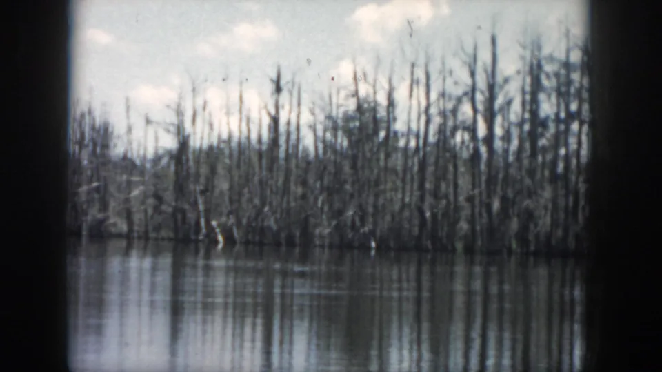 1958 New Orleans-area 8mm frame showing bare cypress trunks and brush at the edge of calm swamp water.