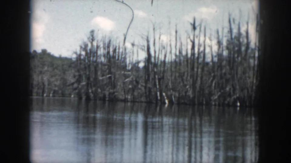 1958 New Orleans-area frame with cypress trees emerging from still water and a low wooded rise beyond the shoreline.