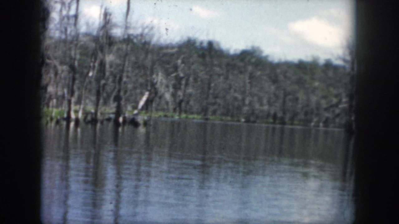 Swamp shoreline with dark water, bare trees, green vegetation, and a wooded background.