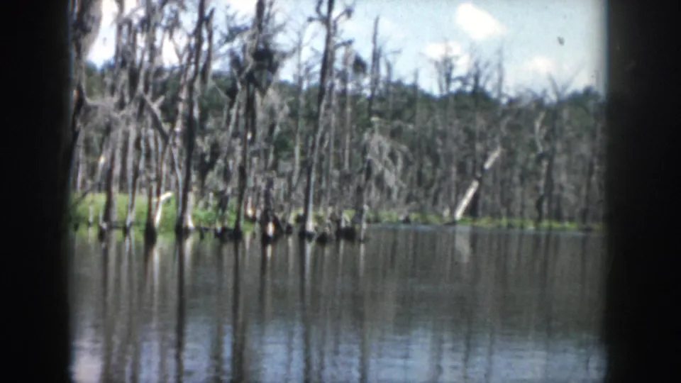 Boat-level 8mm frame of a Louisiana swamp shoreline, showing still water, exposed tree trunks, hanging vegetation, and a wooded rise beyond.