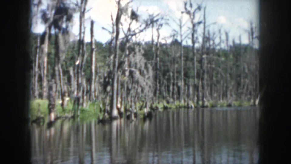1958 New Orleans-area swamp tour frame showing dense bare trunks, calm reflective water, patches of green shoreline vegetation, and soft home-movie color.