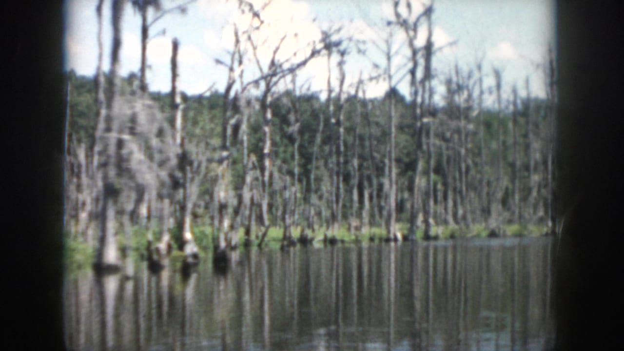 1958 New Orleans-area 8mm frame showing dead swamp trees rising from reflective water during a boat ride.