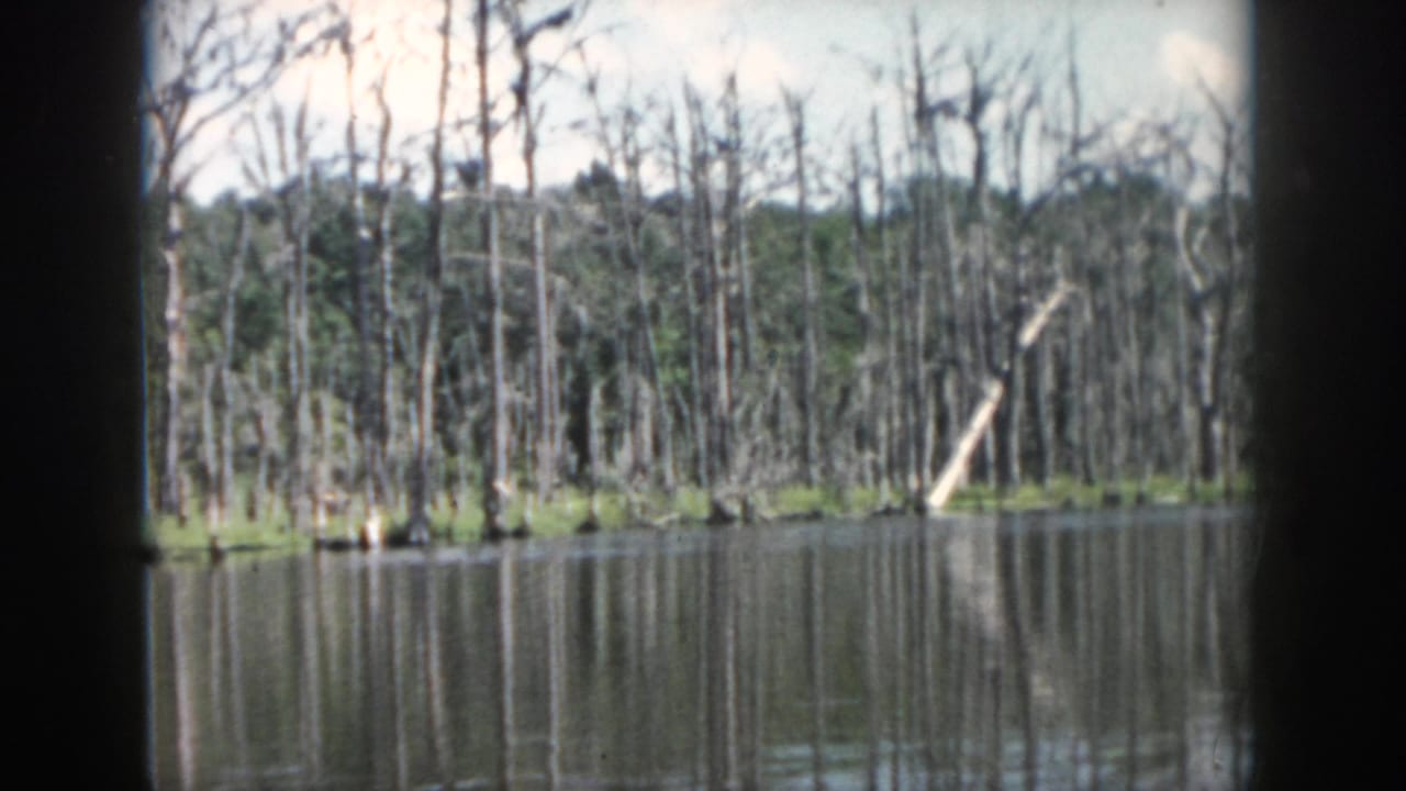 Dense leafless trees and their reflections across a calm lake surface.